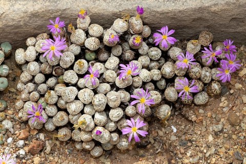Conophytum obscurum, living stones, blooming, flowers, Stellenbosch Botanic Garden, Western Cape,