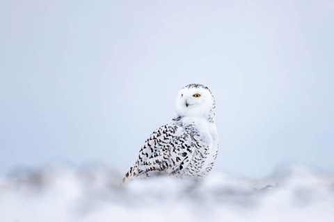 Snowy owl, polar owl, white owl, Arctic owl (Bubo scandiacus, Strix nyctea, Strix scandiaca) adult
