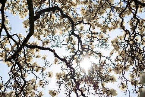 Sun shining through magnolia tree, magnolia blossom, blossoms, tulip magnolia (Magnolia x