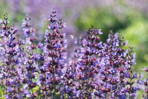 Common sage (Salvia officinalis) in bloom on the sage fields of Bombastus Werke AG in Freital,