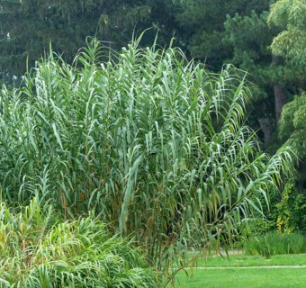 Stilt reed (Arundo donax),  Austria