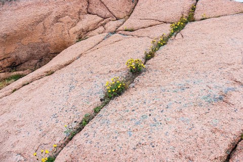 Granite rocks and vegetation on the Blue Maiden (Bla Jungfrun), an island and national park in