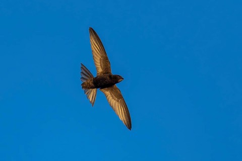Swallow flying in a cloudless blue sky, Swift (Apus apus), wildlife, Germany