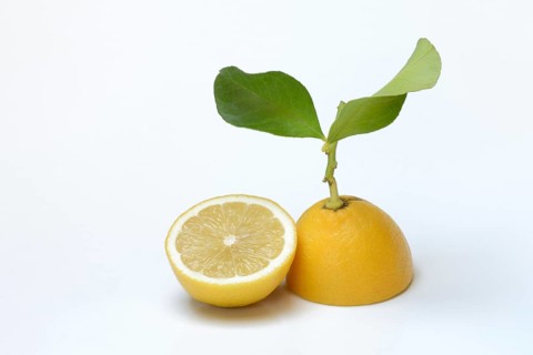 Lemon with leaf, cut in half, Citrus x limon
