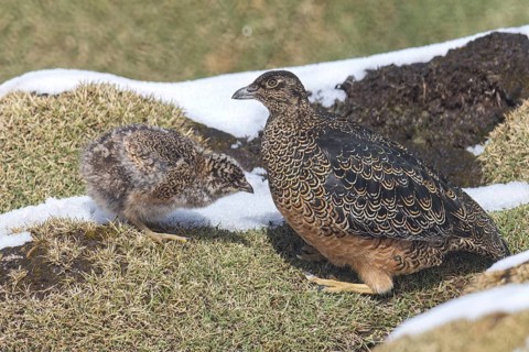 Rufous-bellied Seedsnipe (Attagis gayi) perched on the ground in the Andes Mountains in Ecuador