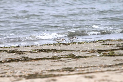 Sanderling Limikole, Usedom, September, Mecklenburg-Western Pomerania, Germany