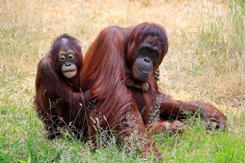 Borneo Orang Utan (Pan Paniscus), adult, female, mother, juvenile, together, on ground, social