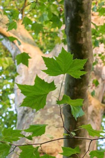 Humboldt plane tree in Groß Behnitz Estate Park, plane tree (Platanus × hispanica), Borsig Estate,