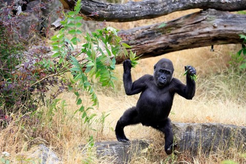 Western gorilla (Gorilla gorilla), young animal, running, in a meadow