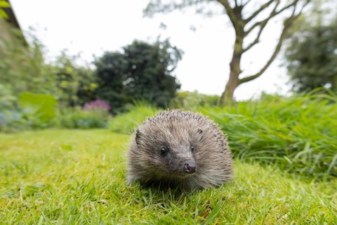 European hedgehog (Erinaceus europaeus) adult animal on a garden grass lawn, England, United