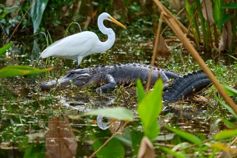 American alligator (Alligator mississippiensis) and great egret (Ardea alba) in the water, spring,