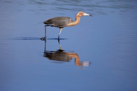 Reddish Egret (Egretta rufescens), adult, in water, foraging, hunting, alert, Merritt Island, Black