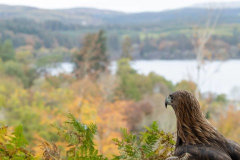Golden eagle (Aquila chrysaetos) adult bird of prey raptor looking over a Scottish Highland