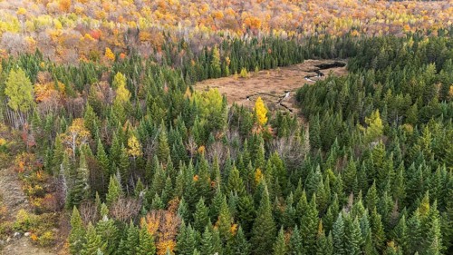 Boreal forest and marshy area. Fall season. Region of La Mauricie. Province of Quebec. Canada