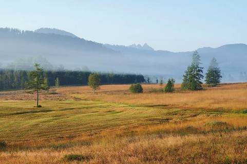 High moor in autumnal discolouration, Rothenthurm, Canton Schwyz, Switzerland