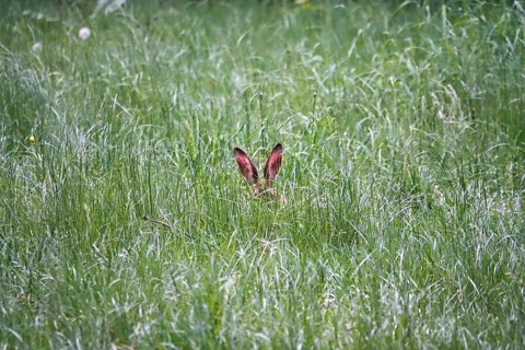 Brown hare in a meadow, spring, Germany