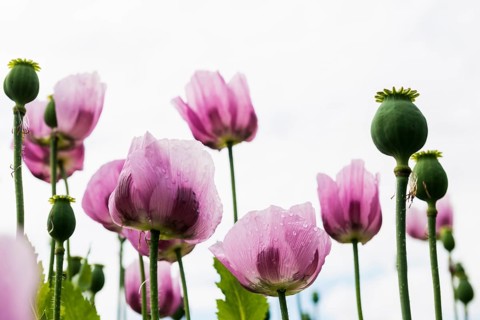 Opium poppy (Papaver somniferum), opium poppy field, Erlenbach, near Heilbronn, Baden-Württemberg,