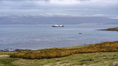 Expedition ship anchored in bay, Zodiac dinghy returning to ship, flowering gorse (Ulex europaeus)