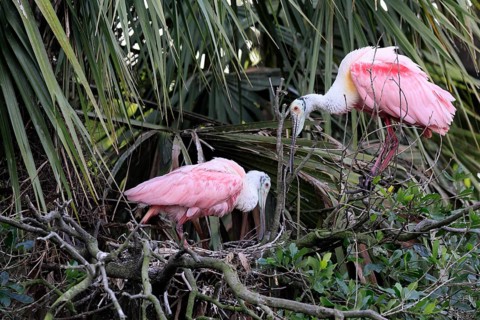 Roseate spoonbill (Platalea ajaja), adult, pair, at nest, at breeding site, on tree, social