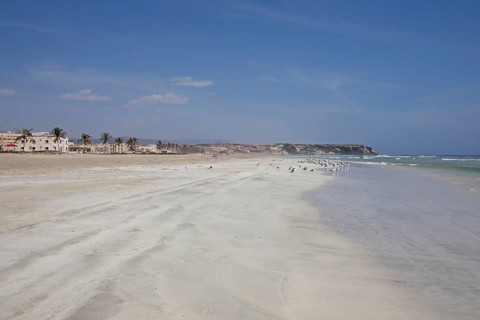 Seagulls on Taqah Beach or beach, Taqah, Dhofar Province, Oman