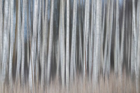 Tight standing, white-black trunks, birch forest in winter, forest, wiping, Finland