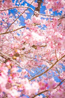 Close-up of cherry blossoms against a blue sky, a sea of pink flowers, cherry blossom garden,