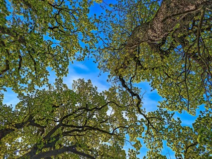 View upwards into the treetops, forest of leaves, branches, tree trunk, spring, blue sky, bright
