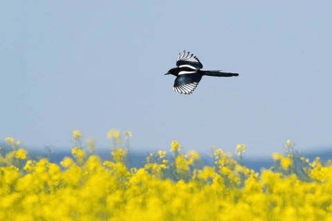 A magpie (Pica pica) flies over a flowering yellow field, rape field, under a blue sky, Hesse,
