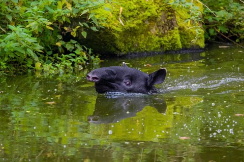 A Malayan tapir (Acrocodia indica) swims in a river