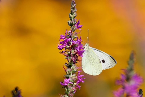 A Cabbage butterfly (Pieris brassicae) sucking nectar on a loosestrife (Lythrum salicaria) flower,