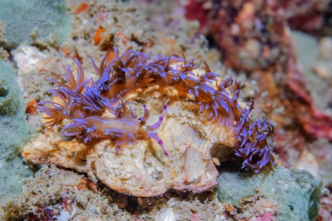 Underwater photo of thread snail blue dragon (Pteraeolidia semperi) carnivorous nudibranch