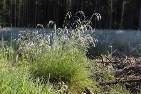 Grass with water droplets like raindrops after a fog, Germany