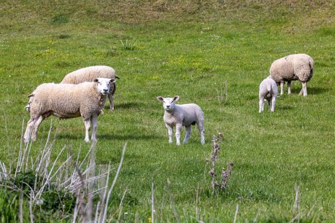 Sheep and lambs graze in a meadow. Landscape of the Swabian Jura. Gomadingen, Baden-Württemberg,