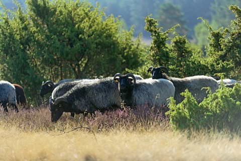 Heidschnucken (Ovis aries), herd in the blooming heathland, Südheide Nature Park, Lüneburg Heath,