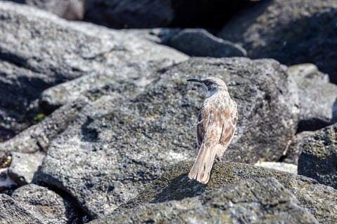 Galápagos mockingbird (Mimus parvulus, syn.: Nesomimus parvulus), Galapagos, Ecuador