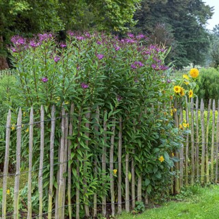 False aster (Vernonia crinita), Cambridge Botanical Garden, Germany