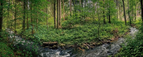 Panorama, A quiet river flows through a dense, green forest, Kosertal nature trail, health resort