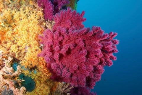 Violescent sea-whip (Paramuricea clavata) in bright pink in a blue ocean environment, dive site