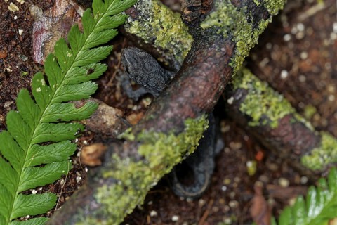 Alpine newt on a wet ground. leaves and lichens. Hessen, Germany