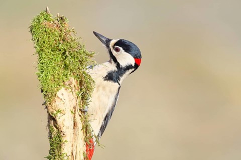 Great spotted woodpecker (Dendrocopos major), male, foraging on a tree stump covered with moss and