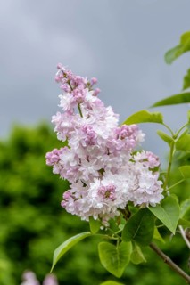 Sweet lilac (Syringa vulgaris BEAUTY OF MOSCOW), Pruhonice Dendrological Garden, Czech Republic