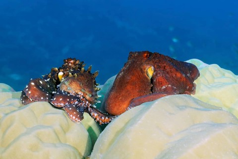 Octopus, Octopus (Octopus vulgarsi) mating, Great Barrier Reef, Unesco World Heritage Site, Coral
