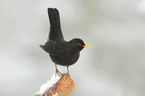 Blackbird (Turdus merula) male, sitting attentively on a branch covered with snow, wildlife,