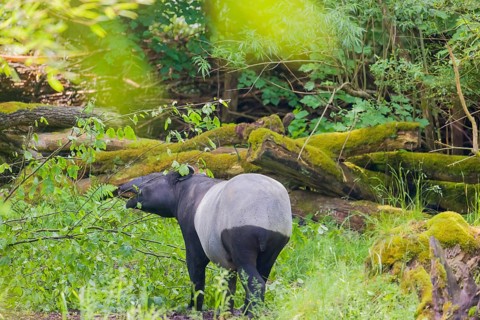 A Malayan tapir (Acrocodia indica) stands hidden in dense undergrowth looking for food