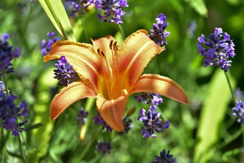 Flowering daylily (Hemerocallis fulva) amidst a flowering lavender (Lavandula angustifolia),