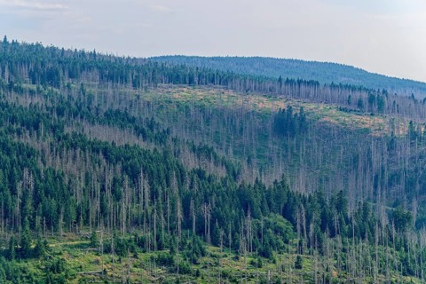 Forest landscape, coniferous forest with dead wood, in the Harz National Park. Harz, Landkreis