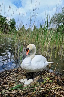 Mute swan (Cygnus olor), adult female standing on nest next to clutch of four eggs, Lake Zug, Cham,