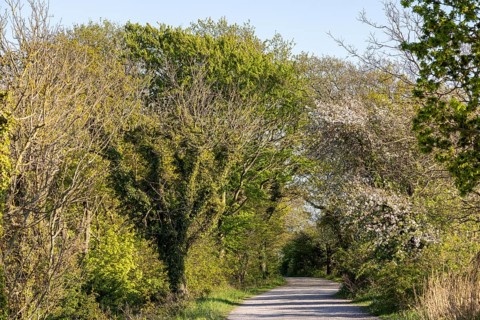 Trees, path, Goldhöft, Geltinger Birk Nature Reserve, Gelting, Schleswig-Holstein, Germany