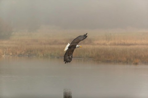 One Bald Eagle, Haliaeetus leucocephalus, flying over a small pond with reed gras on a foggy cold