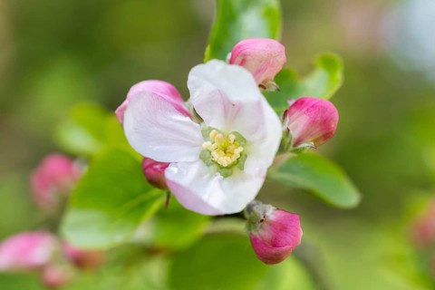 Blossom apple tree, Germany